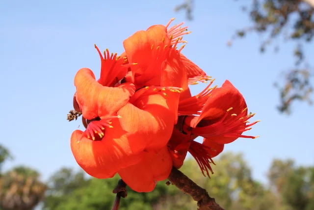 Erythrina vespertilio 