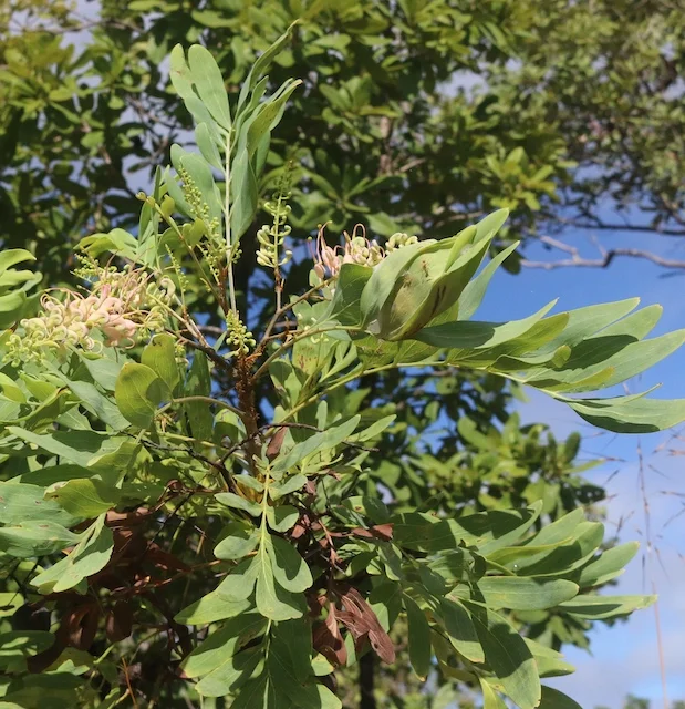 Grevillea decurrens (Clothes Peg Tree) — Territory Native Plants