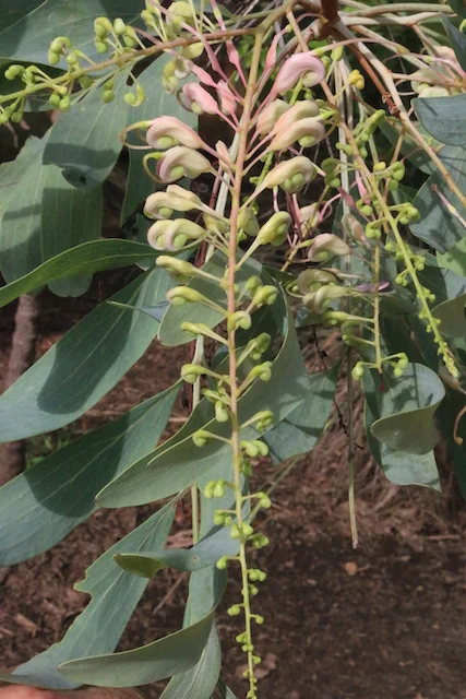 Grevillea decurrens 