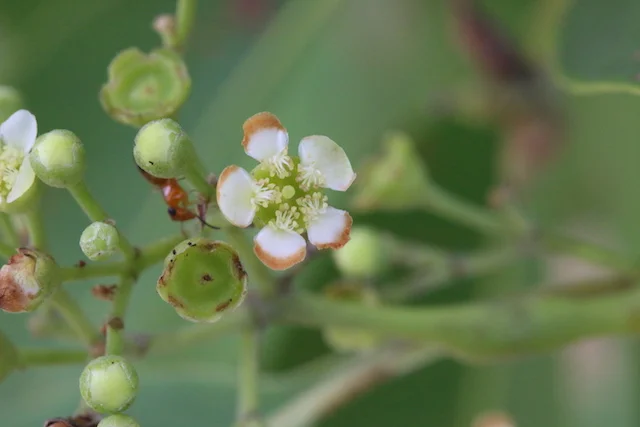 Lophostemon lactifluus
