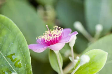 Lithomyrtus retusa