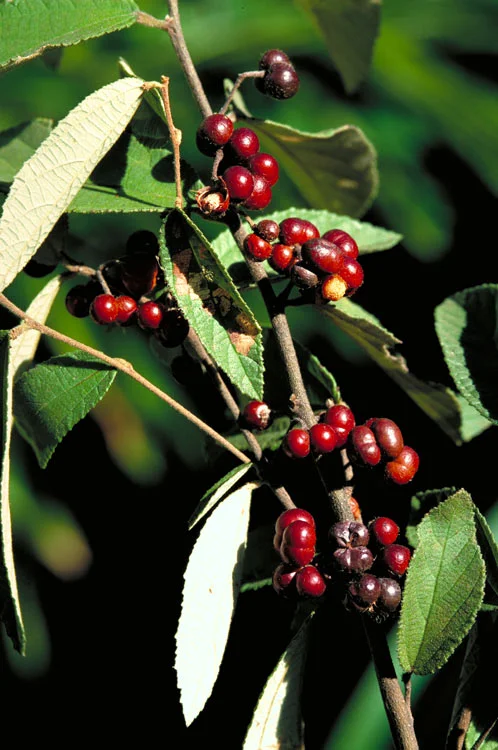 Grewia savannicola