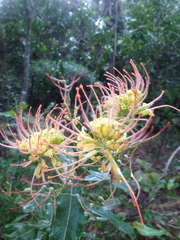  Grevillea pluricaulis