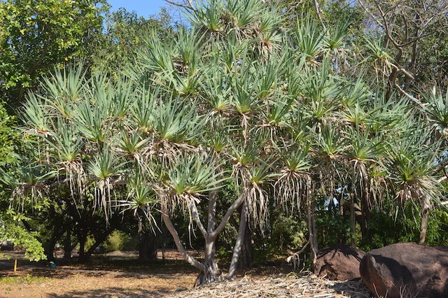 Pandanus basedowii 