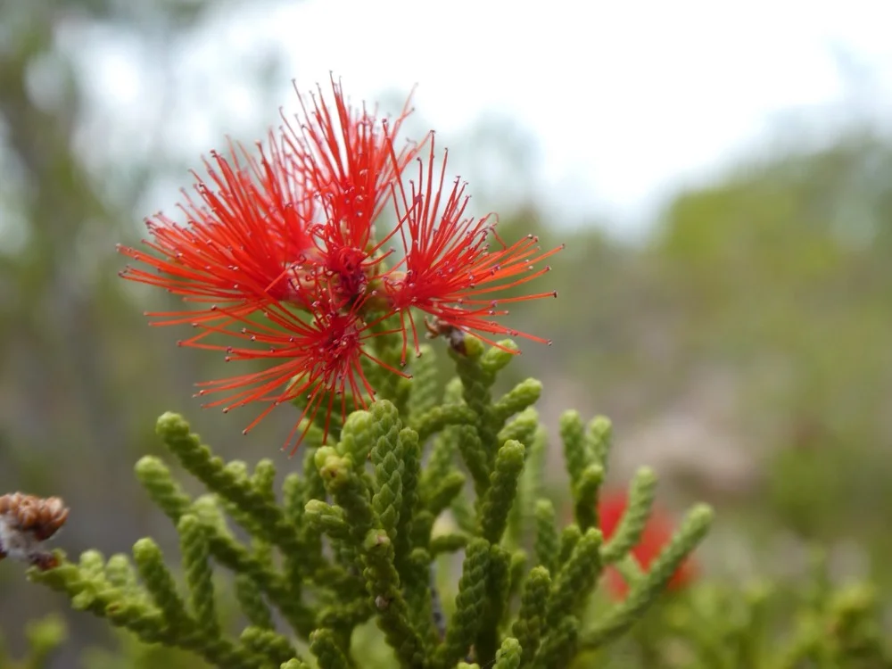 (N.Byrnes) B.A.Barlow, ALA