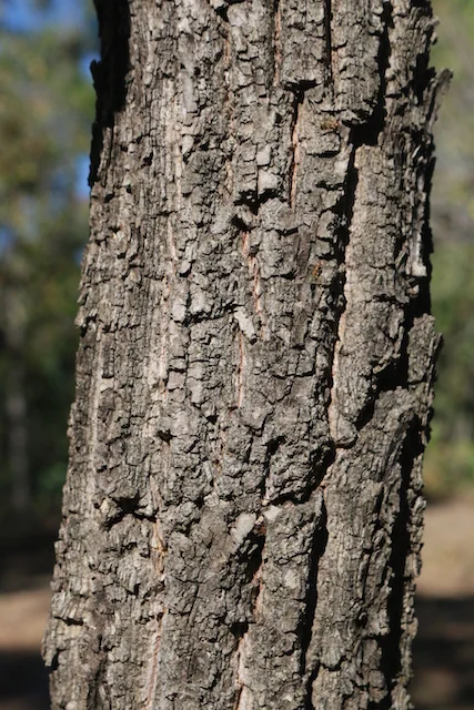 Planchonia careya (Cocky Apple) — Territory Native Plants