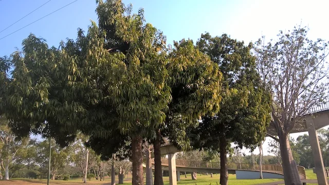 Polyalthia australis TNP.jpg