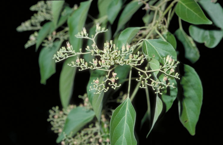 Premna acuminata