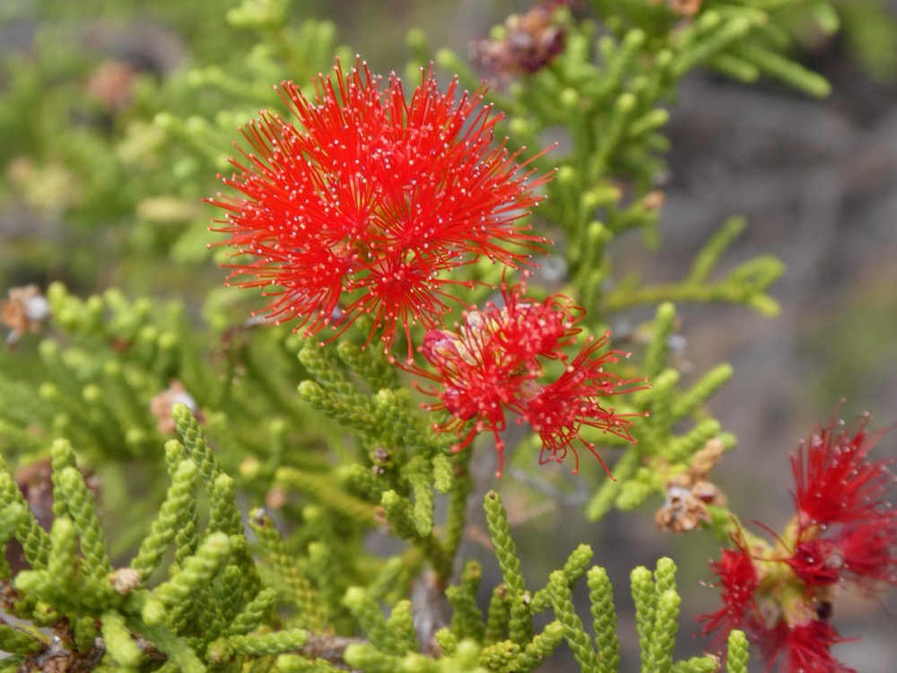 Petraeomyrtus punicea