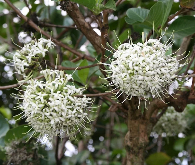 Pavetta brownii