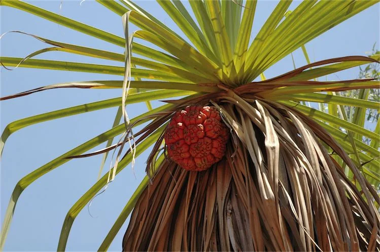 Pandanus spiralis