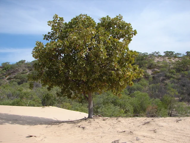 Terminalia carpentariae T (1).Harley, NWP.jpeg