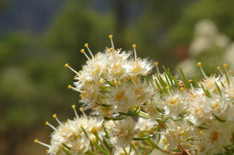 Verticordia cunninghamii