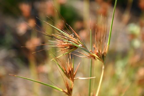 Themeda triandra