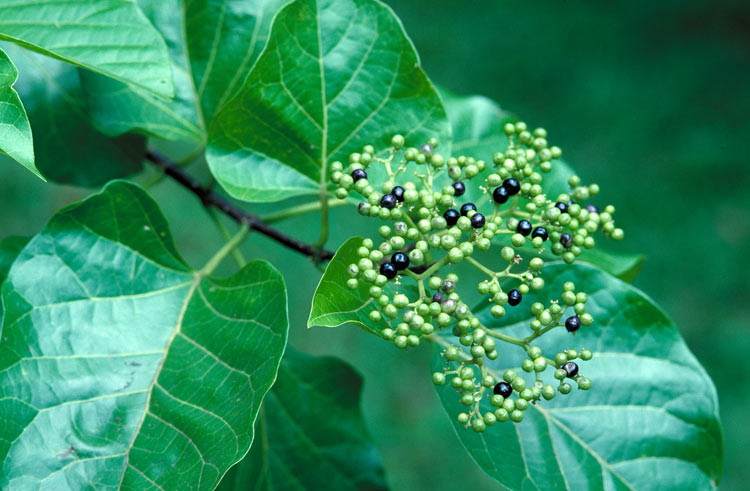 Premna serratifolia