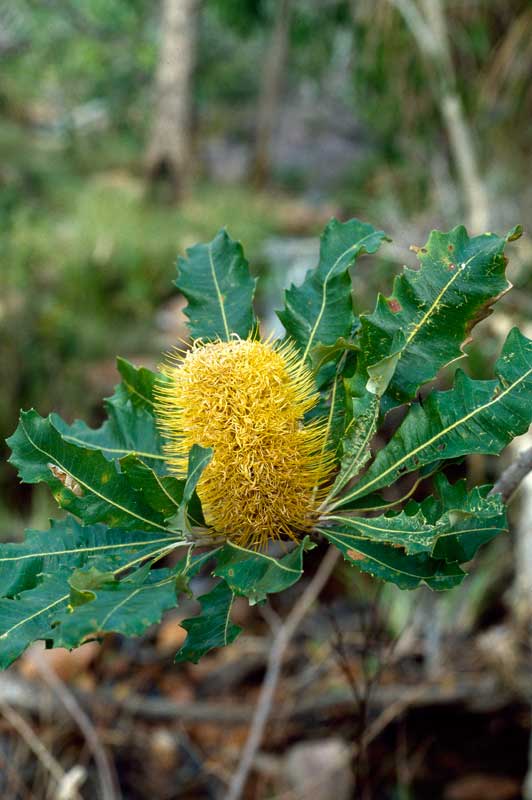 1 Banksia dentata Wrigley, J. ANBG.jpeg