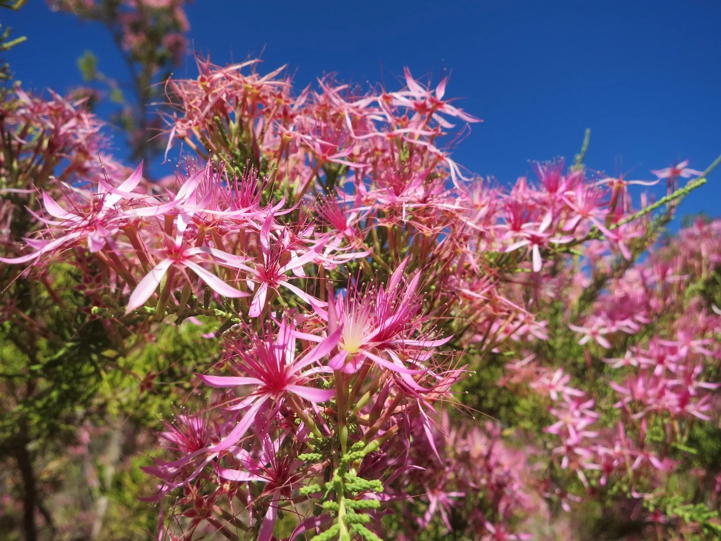 Calytrix exstipulata C.Pearce, ALA.jpeg