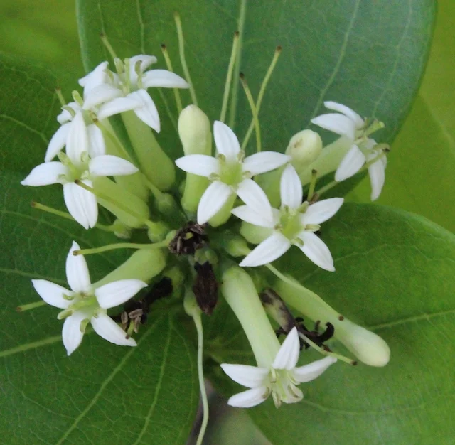 Celtis philippensis flowers 5.jpg