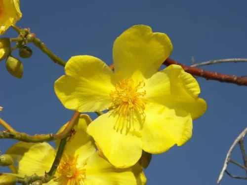 1 Cochlospermum fraseri NT Government.jpg