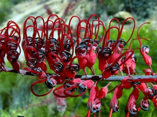 1 Grevillea dryandri Ian Morris.jpg