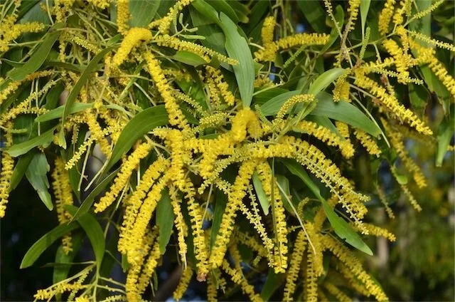 Acacia auriculiformis