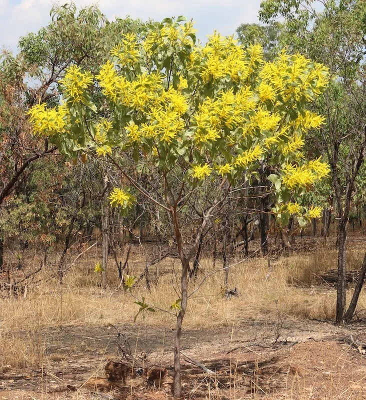 Acacia dimidiata