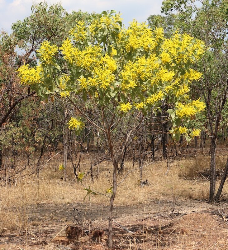 Acacia dimidiata