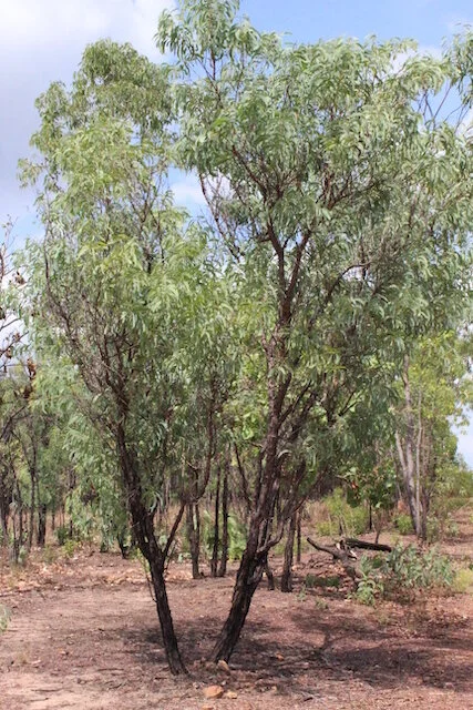 Acacia lamprocarpa — Territory Native Plants