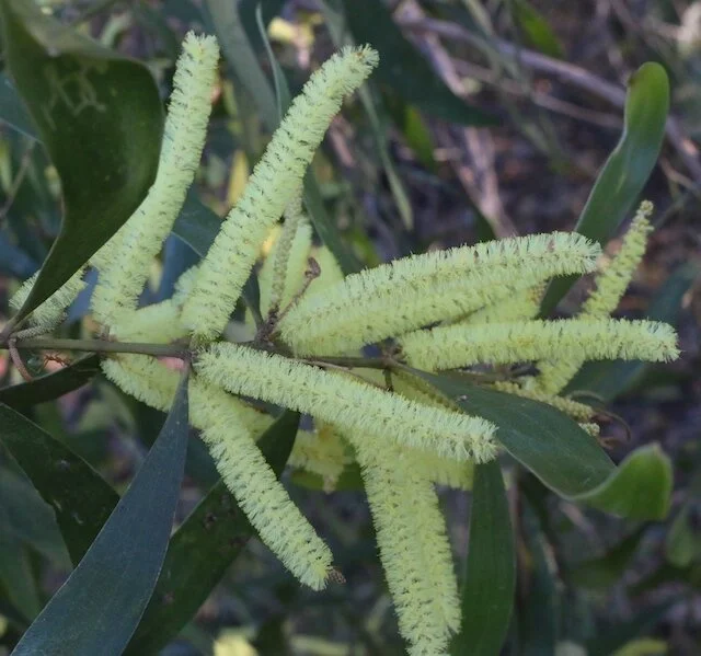 Acacia lamprocarpa 