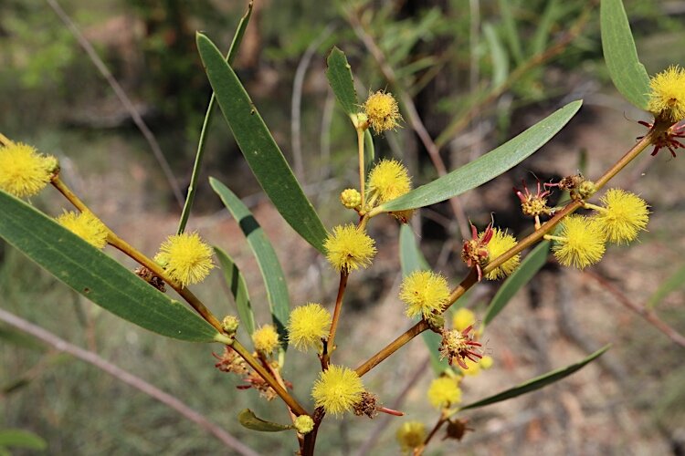 Acacia multisiliqua 