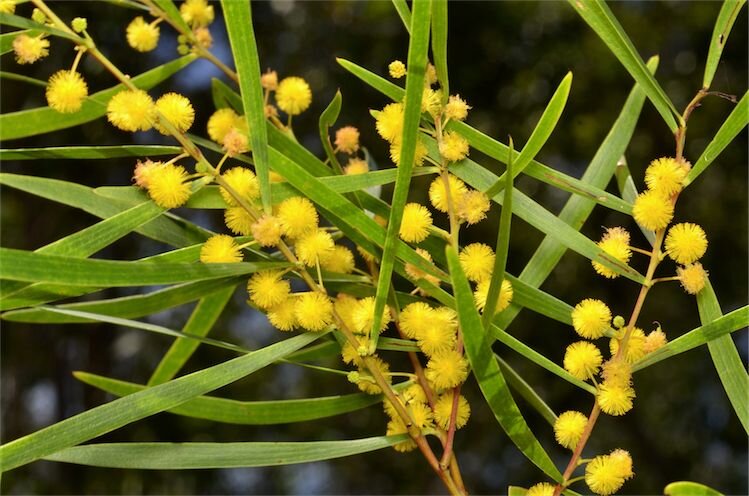 Acacia simsii 