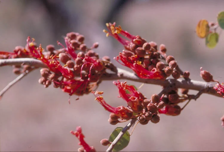 Bauhinia cunninghamii