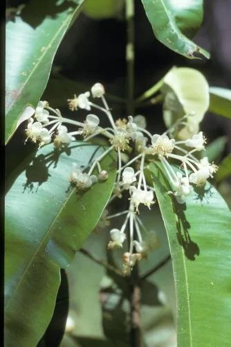 Calophyllum soulattri 