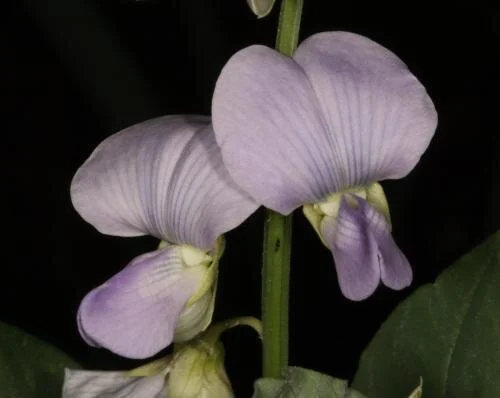 Crotalaria verrucosa 