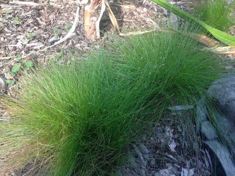 Fimbristylis dichotoma