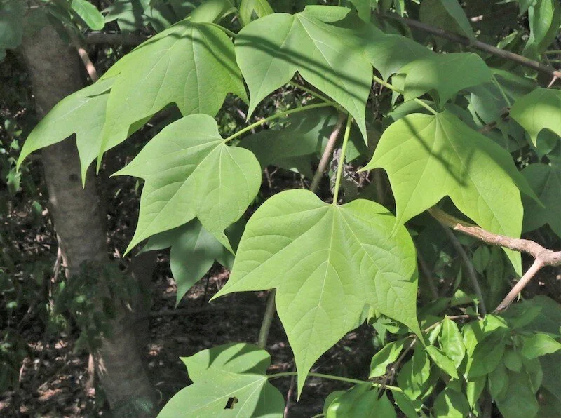 Gyrocarpus americanus (Helicopter/Propeller Tree) — Territory Native Plants