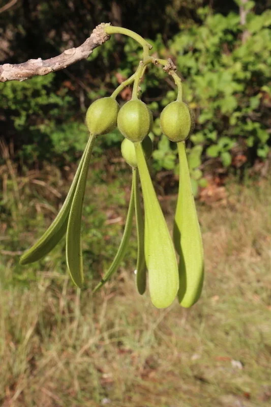 Gyrocarpus americanus