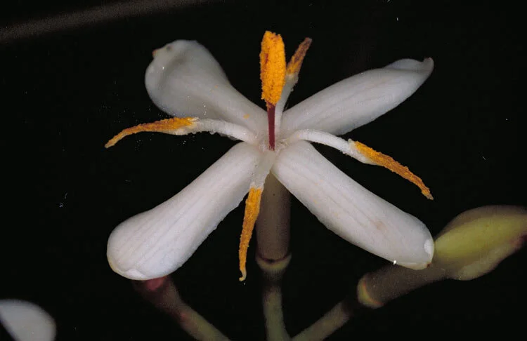 Ixora timorensis