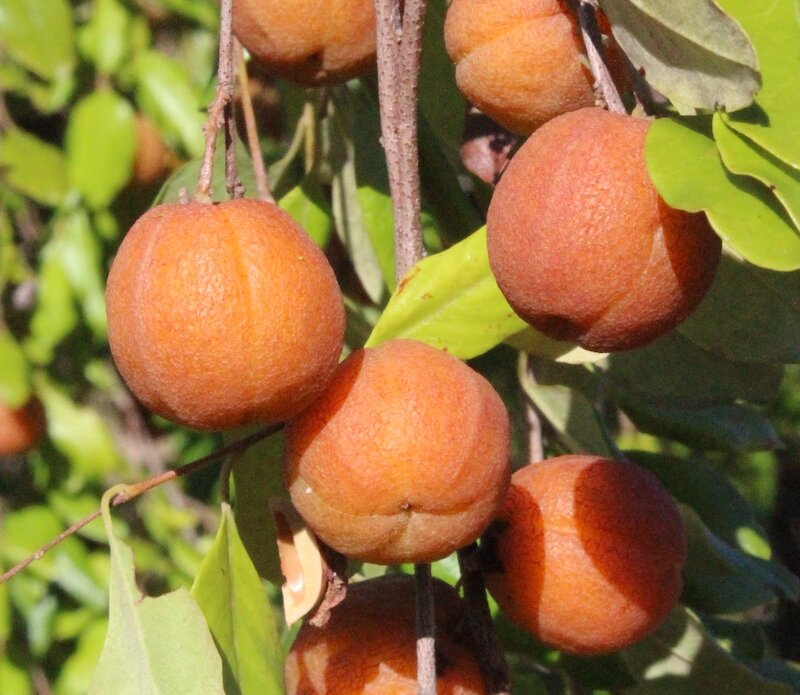 Quinine tree fruit
