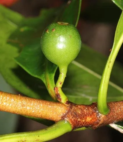 Tarennoidea wallichii