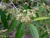 Alphitonia excelsa (Soap Tree/Red Ash) — Territory Native Plants