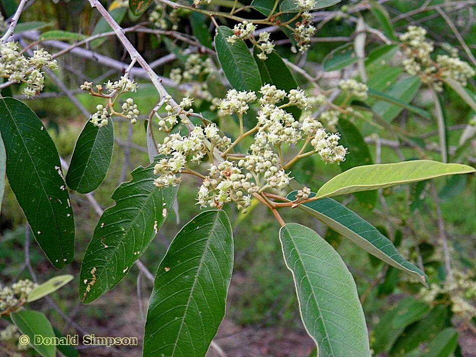 Alphitonia excelsa (Soap tree. Red Ash) — Territory Native Plants