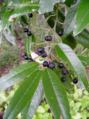 Alphitonia excelsa (Soap Tree/Red Ash) — Territory Native Plants