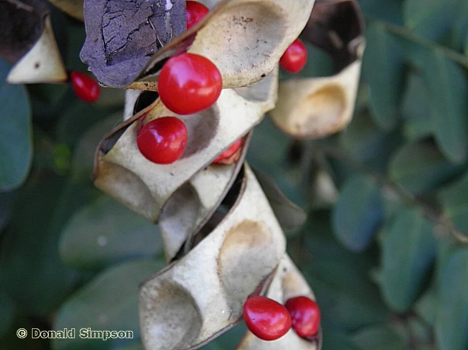 Adenanthera pavonina