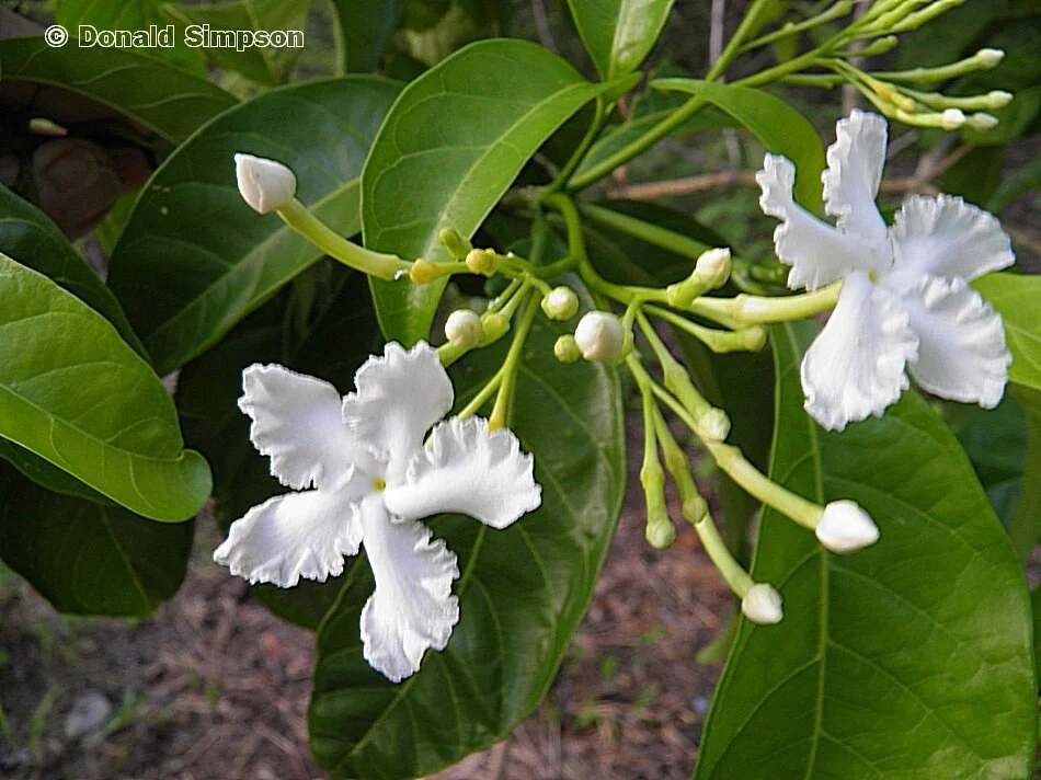 Tabernaemontana orientalis