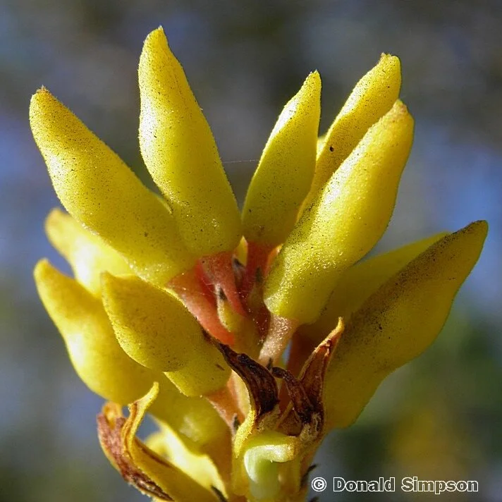 Persoonia falcata