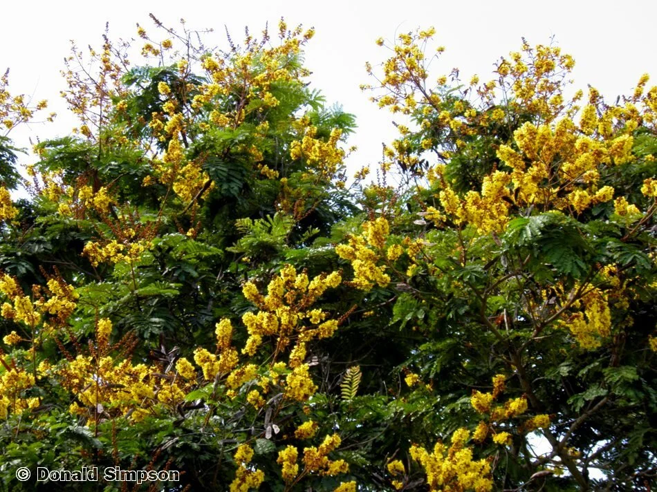Peltophorum pterocarpum (Yellow Flame Tree) — Territory Native Plants