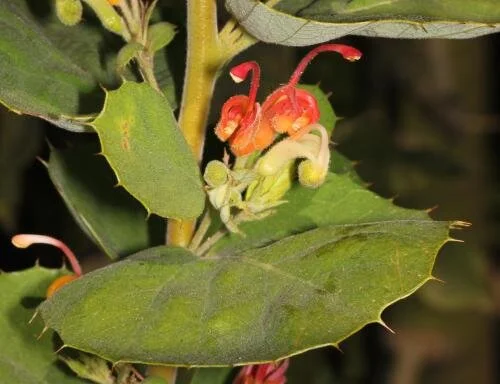 Grevillea versicolor