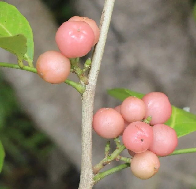Glycosmis trifoliata