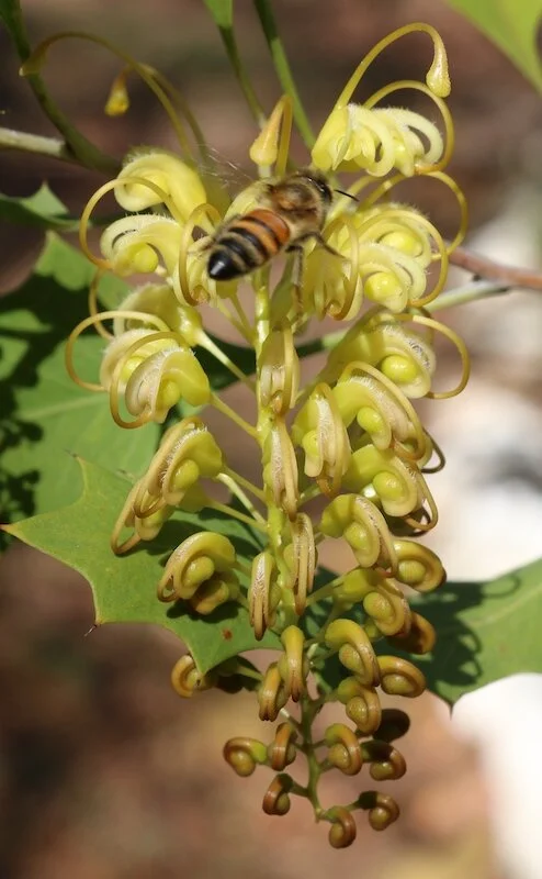 Grevillea angulata